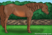 Horse Color:Liver Chestnut 