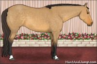 Horse Color:Buckskin Dun 