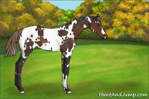 Horse Color:White Spotted Liver Chestnut 