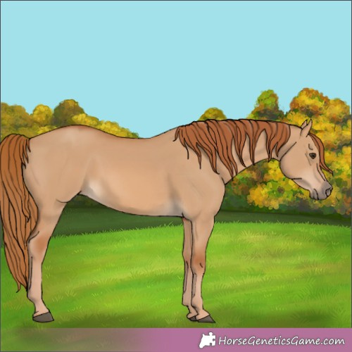 Horse Color:Red Dun 