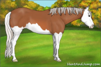 Horse Color:Silver Bay Splash 