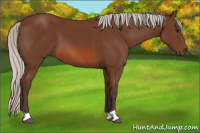 Horse Color:Silver Bay 