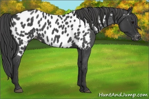 Horse Color:Blue Roan Near Leopard 