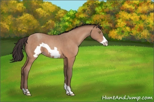 Horse Color:Sable Champagne Frame 
