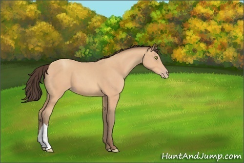 Horse Color:Amber Champagne