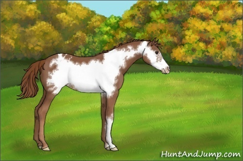 Horse Color:Chestnut Frame Appaloosa 