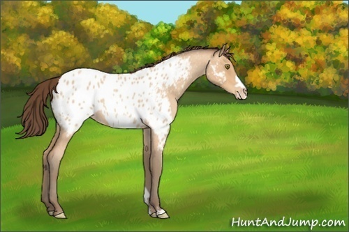 Horse Color:Amber Champagne Roan Frame Near Leopard 