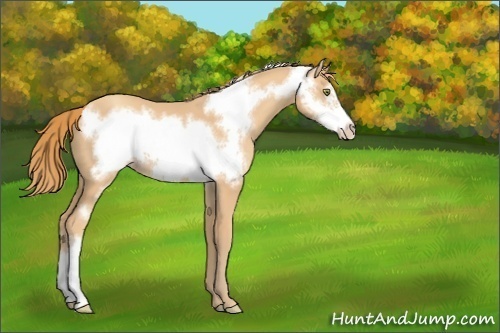 Horse Color:Gold Champagne Frame 