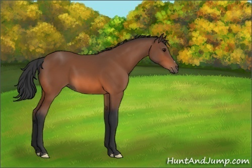 Horse Color:Bay 