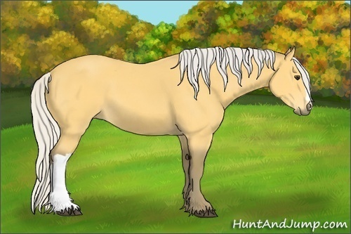 Horse Color:Silver Buckskin 