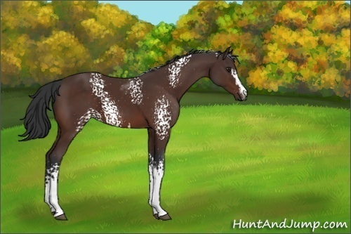 Horse Color:White Spotted Brown