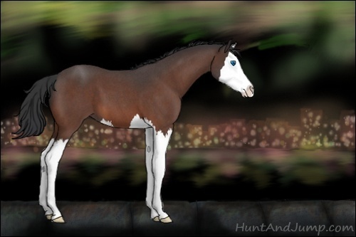 Horse Color:Brown Roan Splash