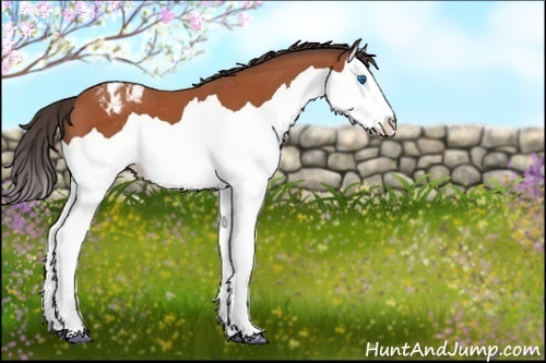 Horse Color:Bay Splash Appaloosa