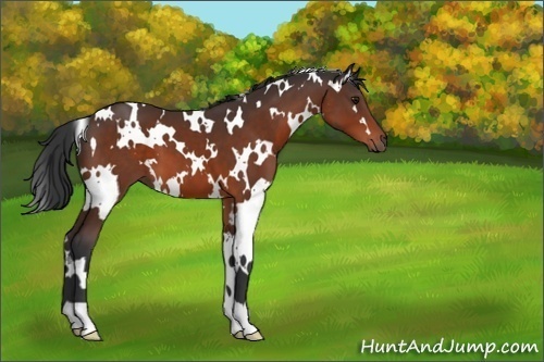 Horse Color:White Spotted Bay 
