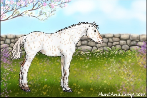 Horse Color:White Spotted Silver Bay Dun Near Leopard 