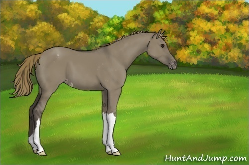 Horse Color:Unknown 
