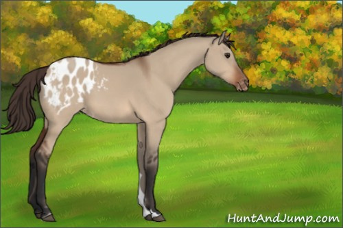 Horse Color:Unknown 