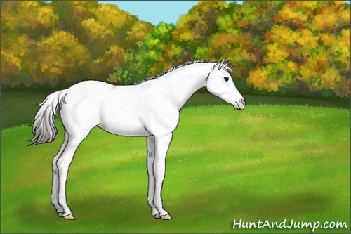 Horse Color:Buckskin Ice Sabino Splash