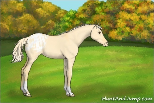 Horse Color:Palomino Dun Appaloosa 