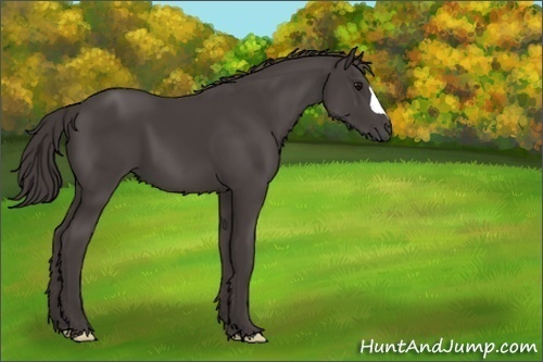 Horse Color:Smoky Black 