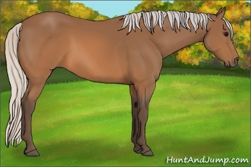 Horse Color:Unknown 