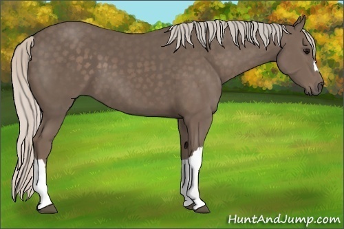 Horse Color:Unknown 