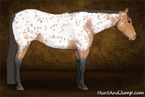 Horse Color:Bay Roan Appaloosa 