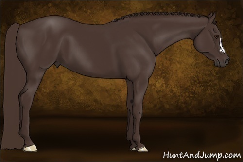 Horse Color:Liver Chestnut 