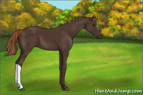 Horse Color:Liver Chestnut 