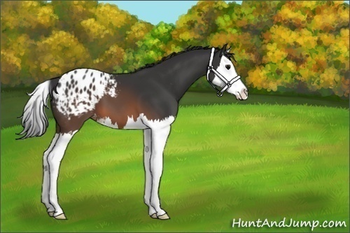 Horse Color:Brown Sabino Splash Blanket 