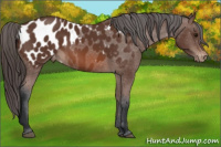 Horse Color:Bay Appaloosa 