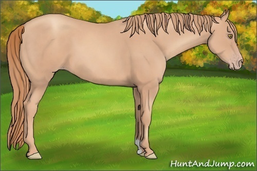 Horse Color:Gold Champagne 
