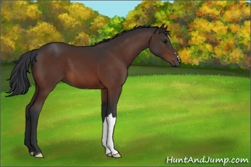 Horse Color:Brown 