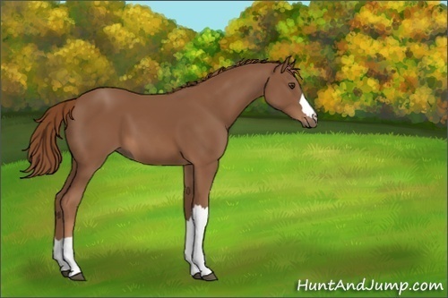 Horse Color:Chestnut 