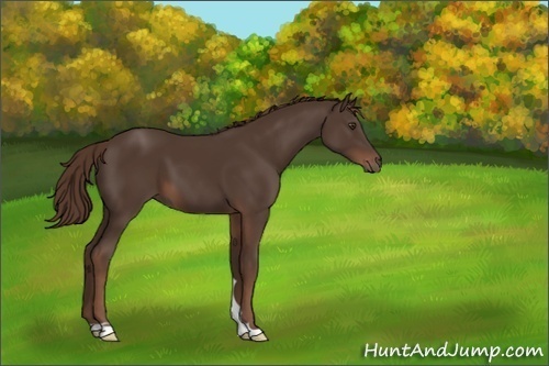 Horse Color:Liver Chestnut 