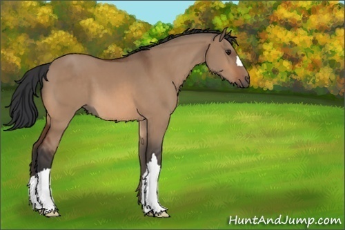 Horse Color:Bay Dun