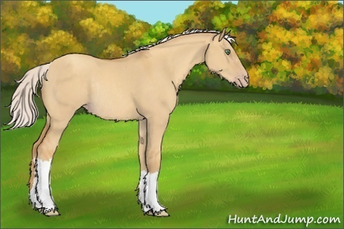 Horse Color:Silver Classic Cream Champagne Dun Rabicano