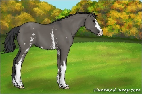 Horse Color:White Spotted Grullo Sabino 