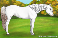 Horse Color:Bay Roan Appaloosa 