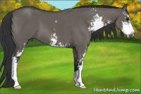 Horse Color:Brown Dun Sabino 