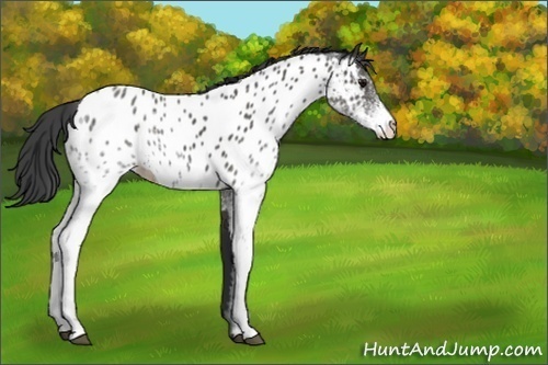 Horse Color:White Spotted Black Appaloosa Rabicano 