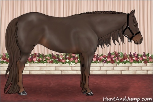 Horse Color: Liver Chestnut 