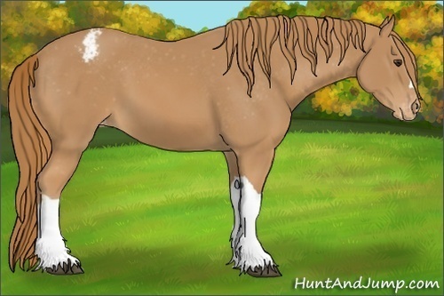 Horse Color: Chestnut Snowcap 