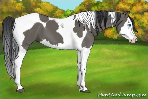 Horse Color:Grullo Splash Tobiano