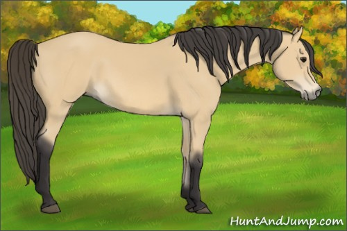 Horse Color: Buckskin 