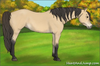 Horse Color:Buckskin 