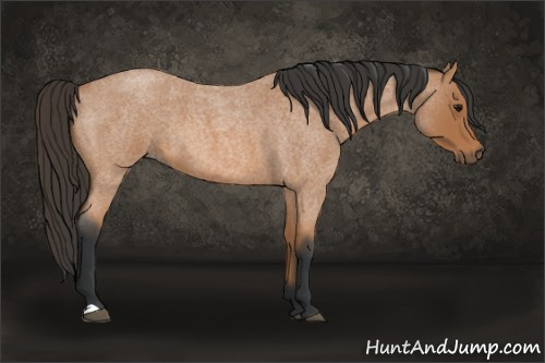 Horse Color: Bay Roan 