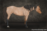 Horse Color:Bay Roan 