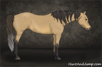 Horse Color:Buckskin 