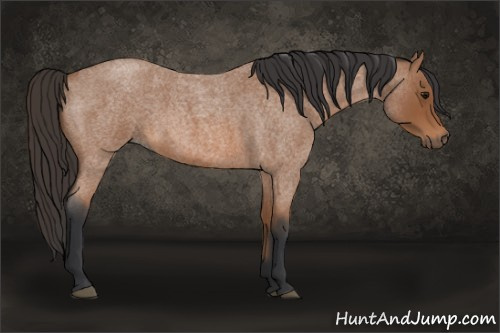 Horse Color: Bay Roan 